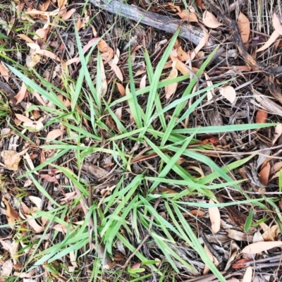 Paspalum dilatatum (Paspalum) at Attunga Point - 1 Feb 2019 by ruthkerruish