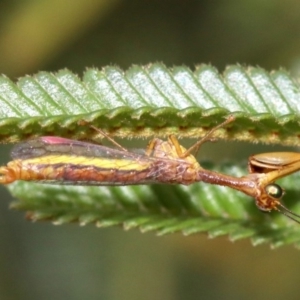 Mantispidae (family) at Majura, ACT - 1 Feb 2019