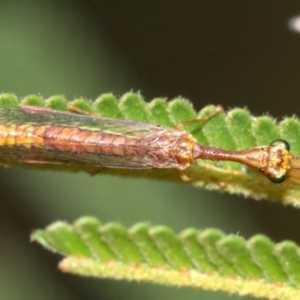 Mantispidae (family) at Majura, ACT - 1 Feb 2019