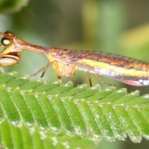 Mantispidae (family) at Majura, ACT - 1 Feb 2019