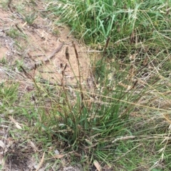 Plantago lanceolata (Ribwort Plantain, Lamb's Tongues) at Yarralumla, ACT - 31 Jan 2019 by ruthkerruish