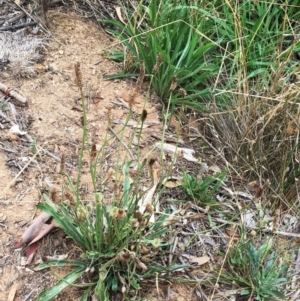 Plantago lanceolata at Yarralumla, ACT - 1 Feb 2019 12:00 AM