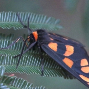 Amata (genus) at Ainslie, ACT - 2 Feb 2019