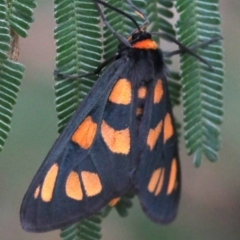 Amata (genus) at Ainslie, ACT - 2 Feb 2019