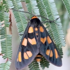 Amata (genus) at Ainslie, ACT - 2 Feb 2019