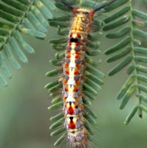 Acyphas semiochrea at Ainslie, ACT - 2 Feb 2019