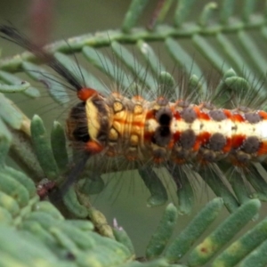 Acyphas semiochrea at Ainslie, ACT - 2 Feb 2019