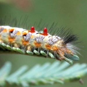 Acyphas semiochrea at Ainslie, ACT - 2 Feb 2019