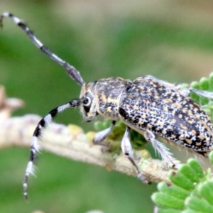 Ancita sp. (genus) at Ainslie, ACT - 2 Feb 2019 01:13 PM