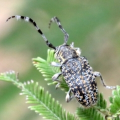 Ancita sp. (genus) at Ainslie, ACT - 2 Feb 2019 01:13 PM