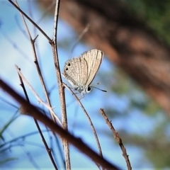 Nacaduba biocellata (Two-spotted Line-Blue) at Coree, ACT - 4 Feb 2019 by JohnBundock