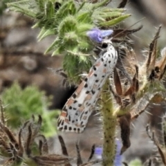 Utetheisa pulchelloides (Heliotrope Moth) at Theodore, ACT - 5 Feb 2019 by JohnBundock
