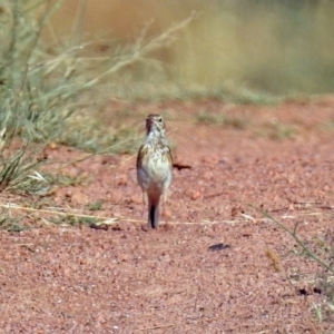 Anthus australis at Via Macgregor, NSW - 4 Feb 2019 09:17 AM