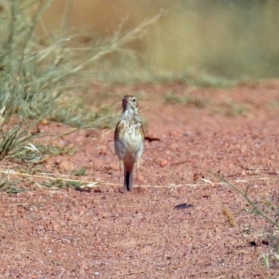 Anthus australis (Australian Pipit) at Via Macgregor, NSW - 4 Feb 2019 by RodDeb