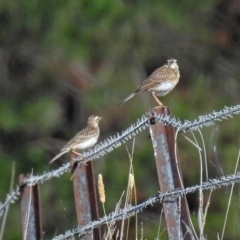 Anthus australis at Via Macgregor, NSW - 4 Feb 2019 09:17 AM