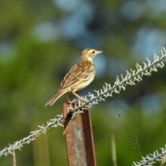 Anthus australis at Via Macgregor, NSW - 4 Feb 2019 09:17 AM