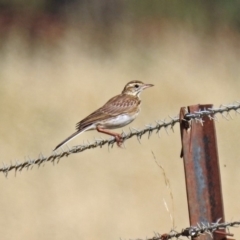 Anthus australis at Via Macgregor, NSW - 4 Feb 2019 09:17 AM