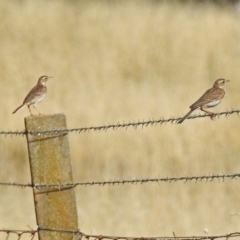 Anthus australis at Via Macgregor, NSW - 4 Feb 2019 09:17 AM