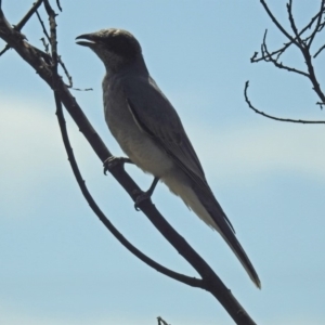 Coracina novaehollandiae at Macgregor, ACT - 4 Feb 2019