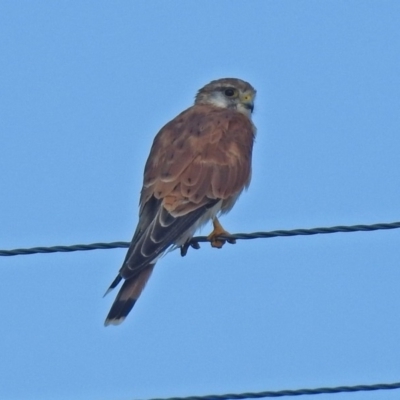 Falco cenchroides (Nankeen Kestrel) at Wallaroo, NSW - 4 Feb 2019 by RodDeb