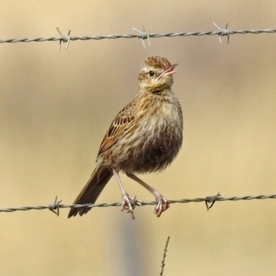 Cincloramphus cruralis (Brown Songlark) at Via Macgregor, NSW - 3 Feb 2019 by RodDeb