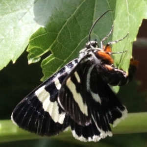 Phalaenoides glycinae at Ainslie, ACT - 2 Feb 2019