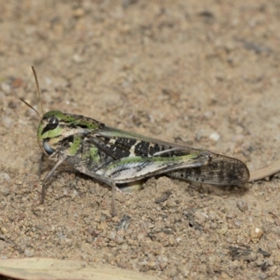 Gastrimargus musicus (Yellow-winged Locust or Grasshopper) at Hawker, ACT - 5 Feb 2019 by Alison Milton