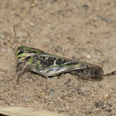 Gastrimargus musicus (Yellow-winged Locust or Grasshopper) at The Pinnacle - 5 Feb 2019 by AlisonMilton