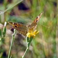 Junonia villida (Meadow Argus) at Wallaroo, NSW - 4 Feb 2019 by RodDeb