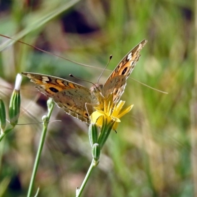 Junonia villida (Meadow Argus) at Wallaroo, NSW - 4 Feb 2019 by RodDeb