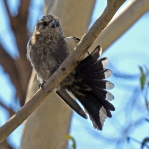 Artamus cyanopterus at Macgregor, ACT - 4 Feb 2019