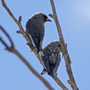 Artamus cyanopterus at Macgregor, ACT - 4 Feb 2019