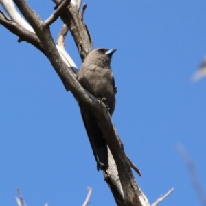 Artamus cyanopterus at Macgregor, ACT - 4 Feb 2019