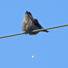 Artamus cyanopterus at Macgregor, ACT - 4 Feb 2019