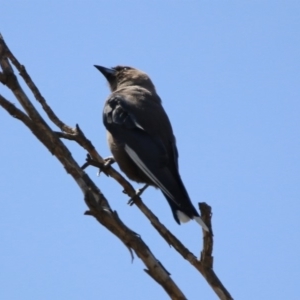 Artamus cyanopterus at Macgregor, ACT - 4 Feb 2019