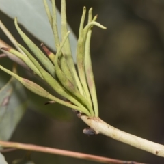 Terobiella sp. (genus) (A gall forming wasp) at Hawker, ACT - 5 Feb 2019 by AlisonMilton