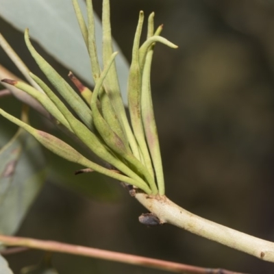 Terobiella sp. (genus) (A gall forming wasp) at Hawker, ACT - 5 Feb 2019 by AlisonMilton