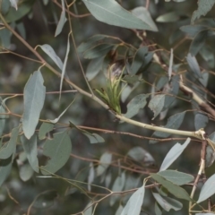 Terobiella sp. (genus) at Hawker, ACT - 5 Feb 2019