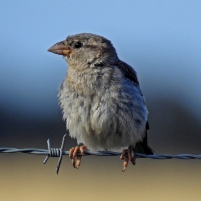 Passer domesticus (House Sparrow) at Wallaroo, NSW - 3 Feb 2019 by RodDeb