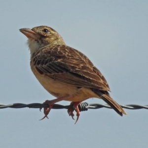 Mirafra javanica at Wallaroo, NSW - 4 Feb 2019 10:27 AM