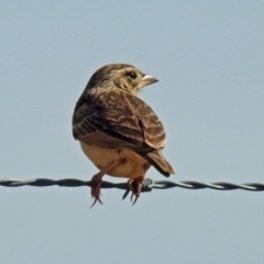 Mirafra javanica at Wallaroo, NSW - 4 Feb 2019 10:27 AM