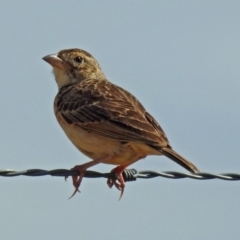 Mirafra javanica at Wallaroo, NSW - 4 Feb 2019 10:27 AM