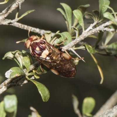 Pergagrapta polita (Sawfly) at Hawker, ACT - 5 Feb 2019 by Alison Milton