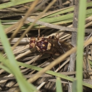 Pergagrapta polita at Hawker, ACT - 5 Feb 2019 11:29 AM