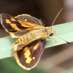 Ocybadistes walkeri (Green Grass-dart) at Ainslie, ACT - 2 Feb 2019 by jbromilow50