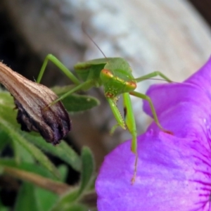 Orthodera ministralis at Macarthur, ACT - 4 Feb 2019