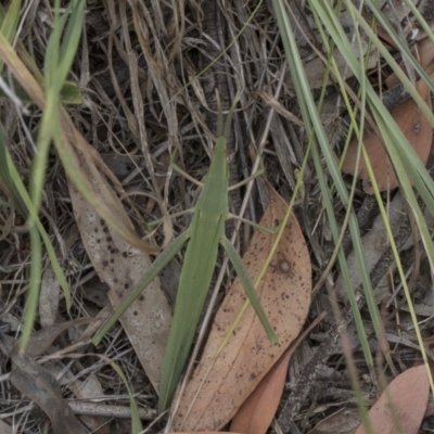 Acrida conica (Giant green slantface) at The Pinnacle - 5 Feb 2019 by AlisonMilton