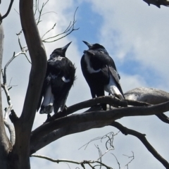 Gymnorhina tibicen at Wallaroo, NSW - 4 Feb 2019