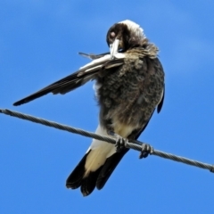 Gymnorhina tibicen at Wallaroo, NSW - 4 Feb 2019