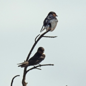 Hirundo neoxena at Dunlop, ACT - 4 Feb 2019 10:40 AM